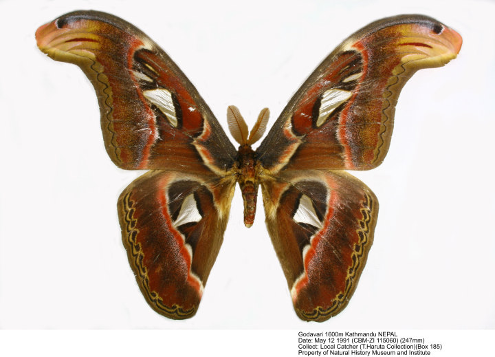 Attacus atlas_CBM-ZI 115060.jpg